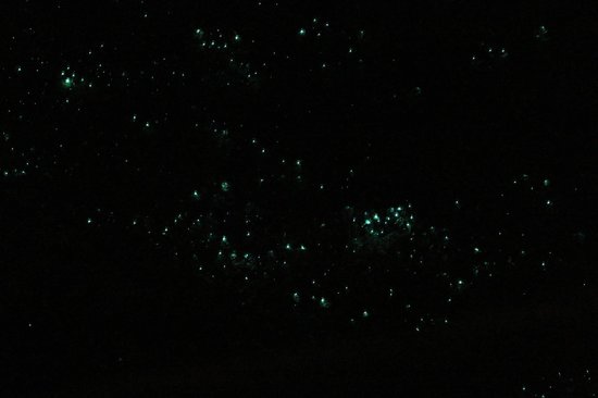 glow-worm-dell